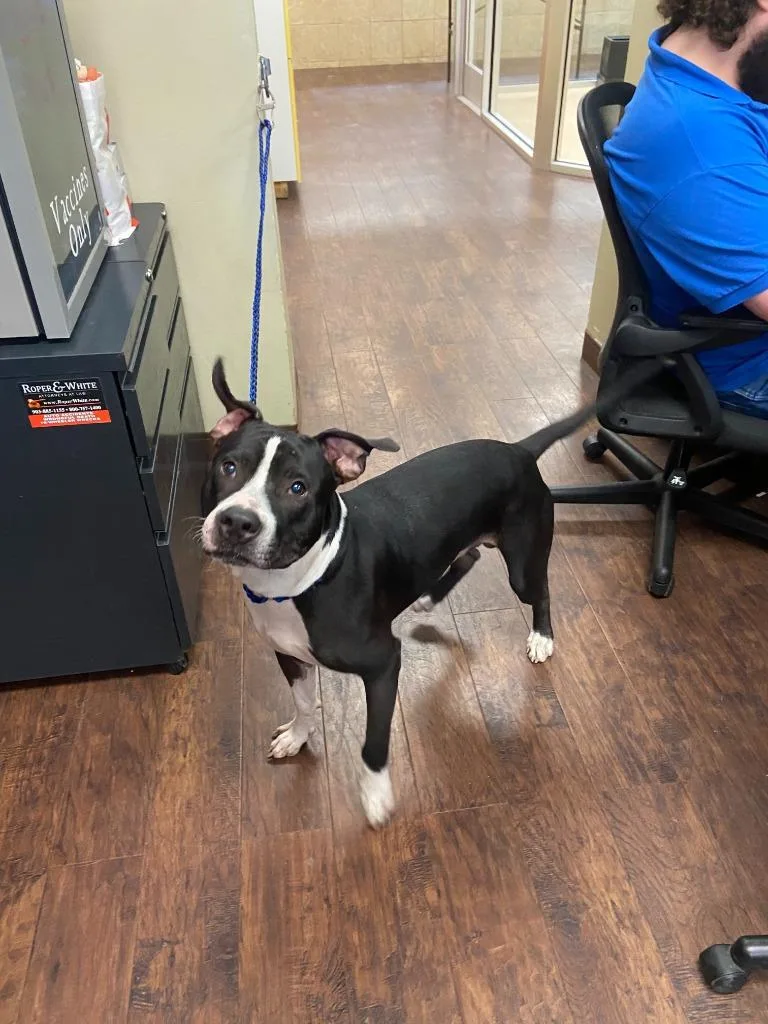 A young medium-sized male Pit Bull Terrier dog named Dog Kennel for adoption in Greenville, TX