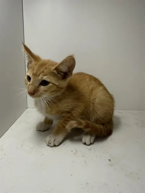 A baby small-sized male Domestic Short Hair cat named A for adoption in Winter Haven, FL