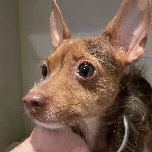 An adult small-sized female Yellow / Tan / Blond / Fawn Terrier dog named Starfish for adoption in Port Charlotte, FL