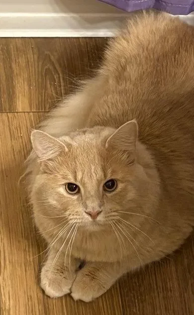 Ferris Beuller thumbnail 3