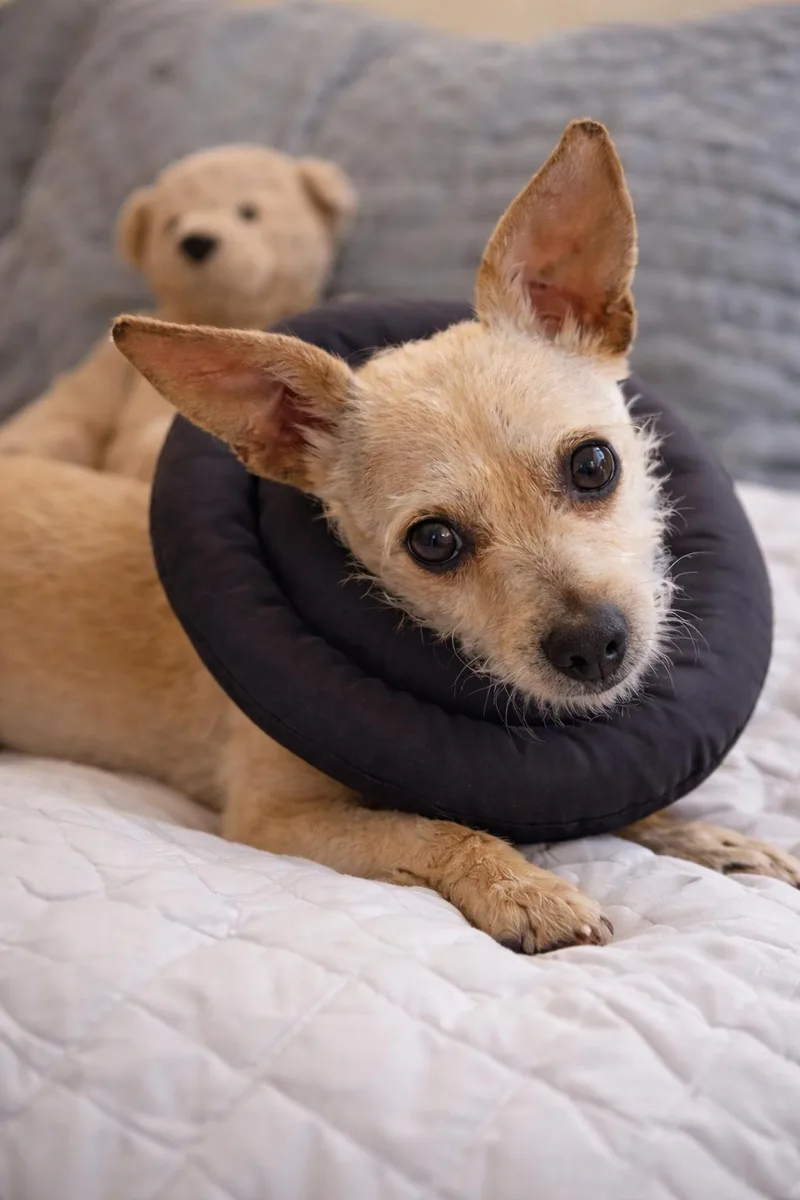 Mama Star thumbnail 4