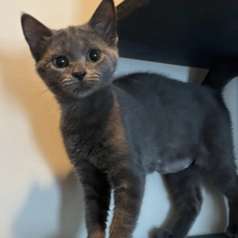 A baby small-sized female Domestic Short Hair cat named Remi for adoption in Cumming, GA