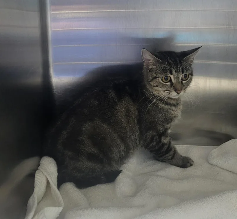 A young large-sized female Domestic Short Hair cat named Grape for adoption in Washington Court House, OH