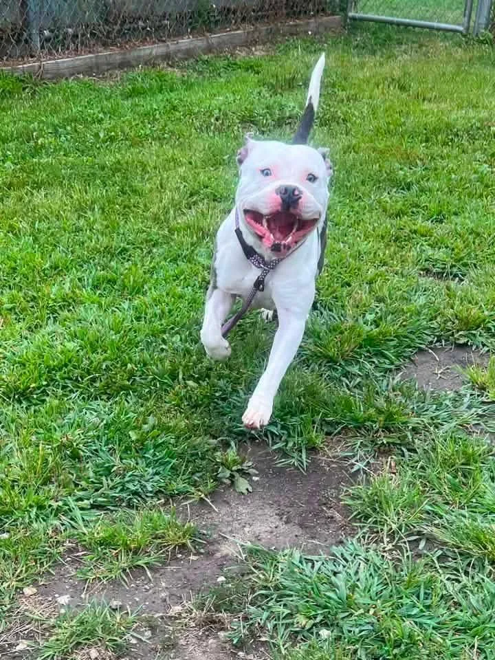 An adult medium-sized male White / Cream Pit Bull Terrier dog named Digby for adoption in Chicago, IL