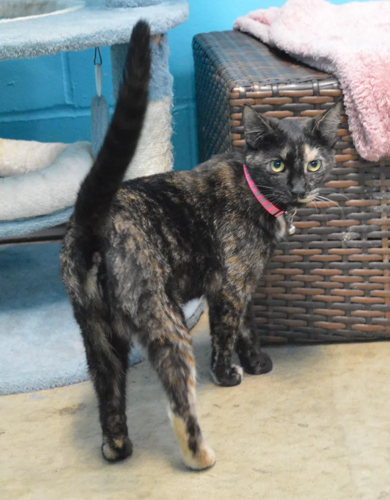 A young medium-sized female Tortoiseshell Domestic Short Hair cat named January for adoption in House Springs, MO
