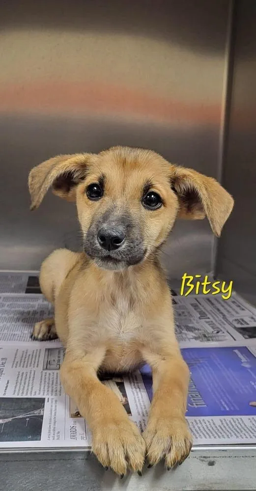 A baby medium-sized female Mixed Breed dog named Bitsy for adoption in Groveland, MA