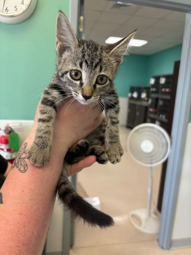 A baby small-sized male Domestic Short Hair cat named Johnny for adoption in Belton, TX