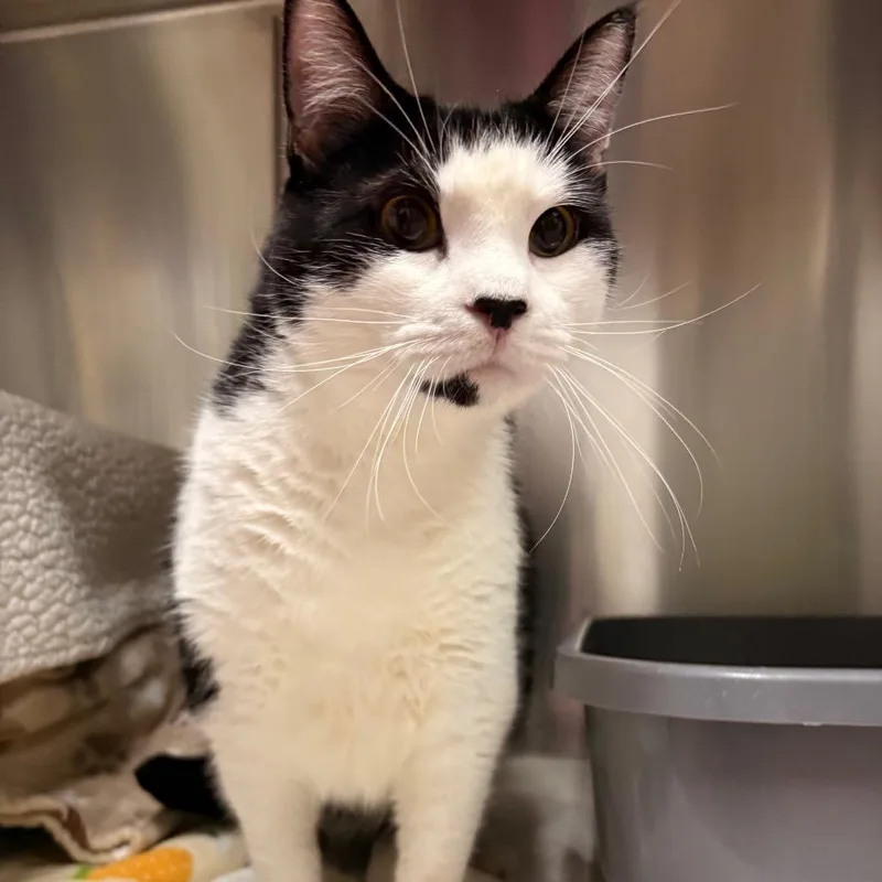 An adult extra large-sized male Black Domestic Short Hair cat named Orbit for adoption in South Burlington, VT