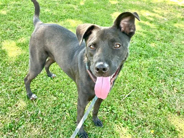 A young medium-sized male Labrador Retriever dog named Lane for adoption in Albuquerque, NM