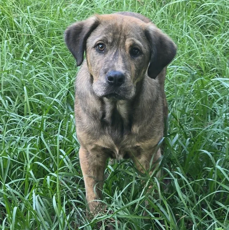 An adult medium-sized male Plott Hound dog named Rocky for adoption in Picayune, MS