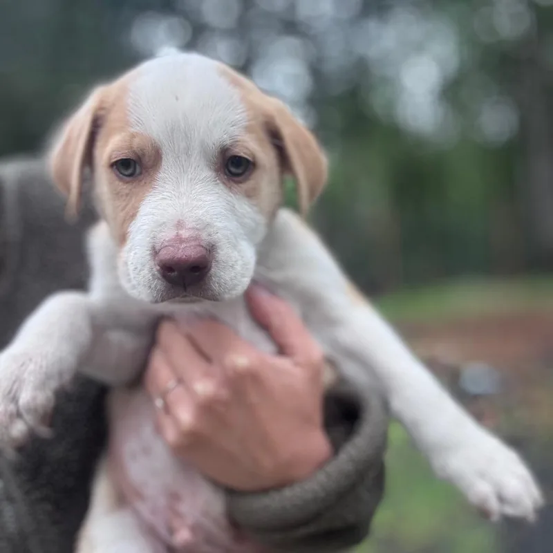 A baby small-sized male Apricot / Beige Border Collie dog named Cucumber for adoption in Tacoma, WA