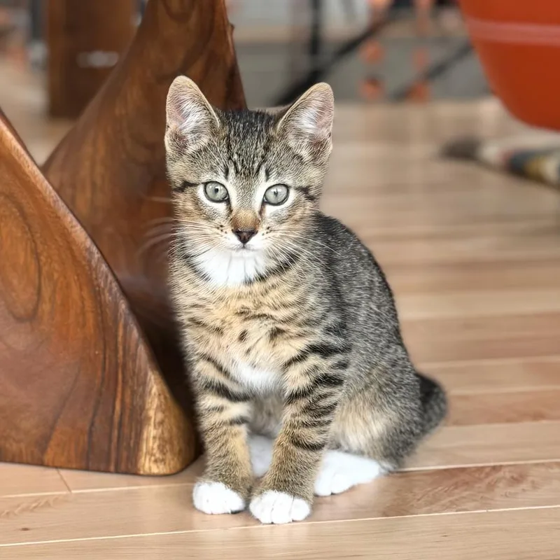 A baby small-sized female Brown / Chocolate Domestic Short Hair cat named Sierra for adoption in Ashland, OR