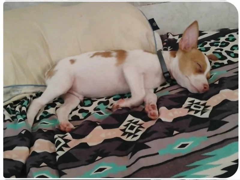 A baby small-sized male White / Cream Jack Russell Terrier dog named Bryce for adoption in Kalamazoo, MI