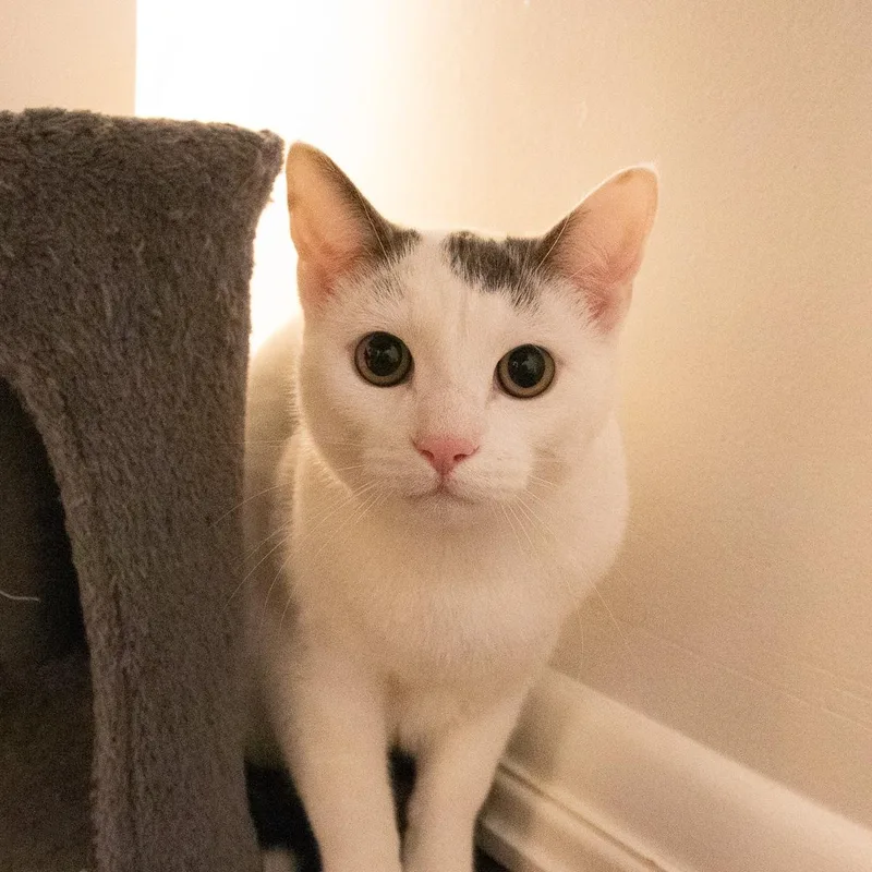 A young medium-sized male Domestic Short Hair cat named Equal for adoption in Haddon Heights, NJ