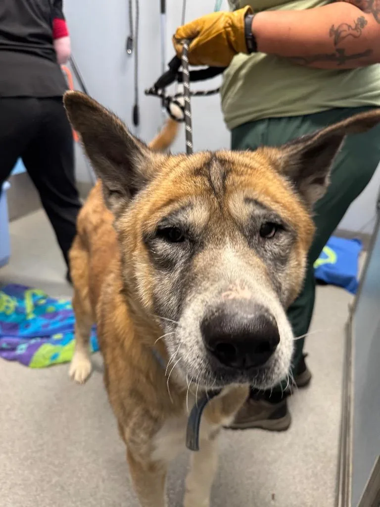 A senior medium-sized male Akita dog named Odin for adoption in Bloomington, IN