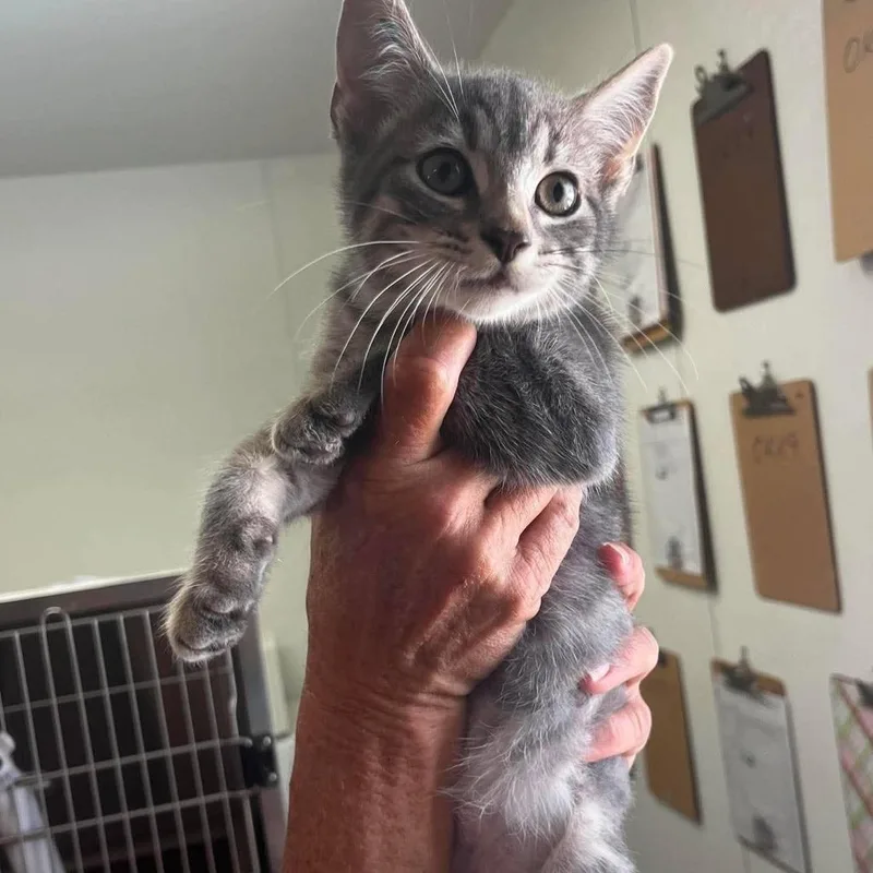 A baby medium-sized male Domestic Short Hair cat named Woody for adoption in Sunrise Beach, MO