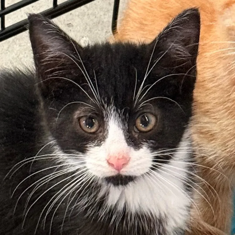 A baby small-sized female Black Domestic Short Hair cat named Trinket for adoption in Alexandria, VA