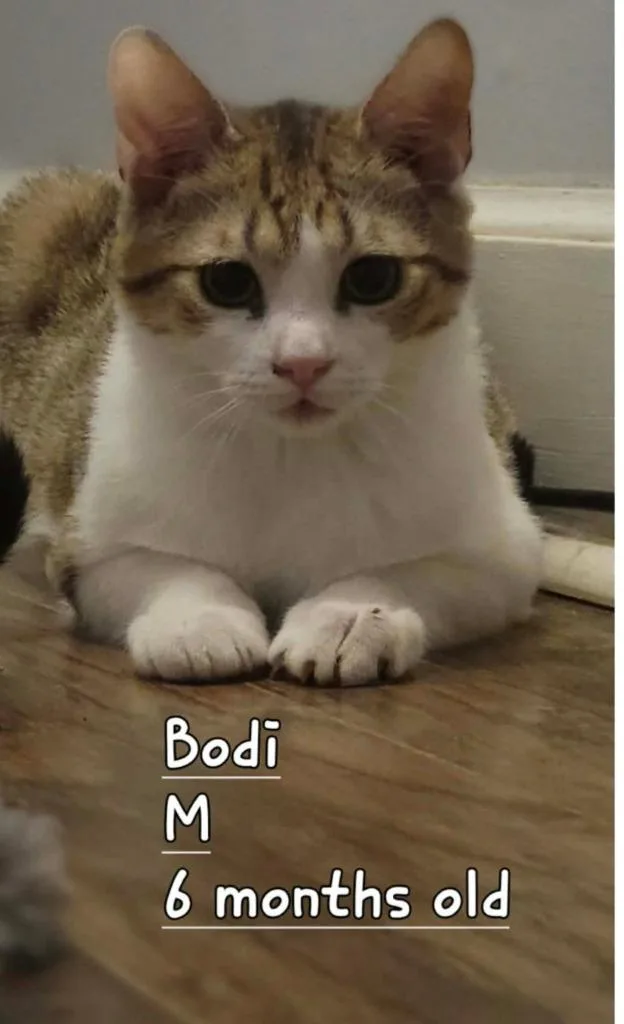 A young medium-sized male Domestic Short Hair cat named Bodie for adoption in Darien, GA