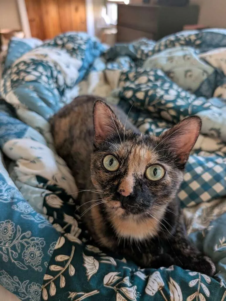 An adult medium-sized female Tortoiseshell cat named Ember for adoption in Honeoye, NY