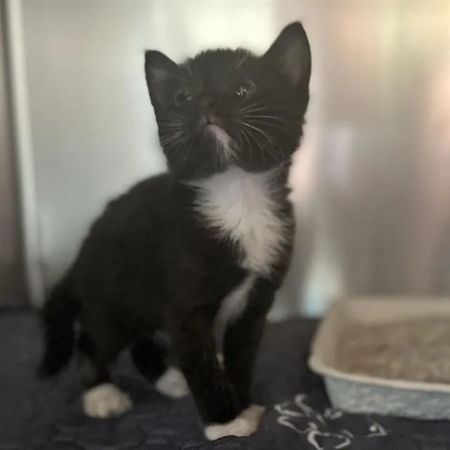 A baby small-sized male Domestic Short Hair cat named Tom for adoption in Riverside, CA