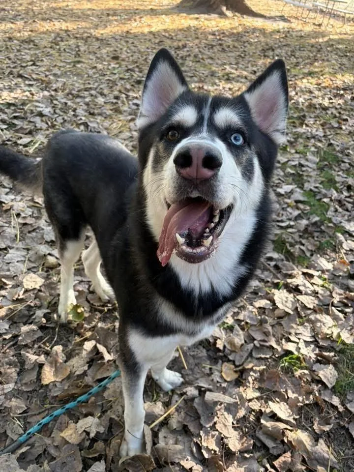 An adult medium-sized male Black Husky dog named Gladiator for adoption in Chicago, IL