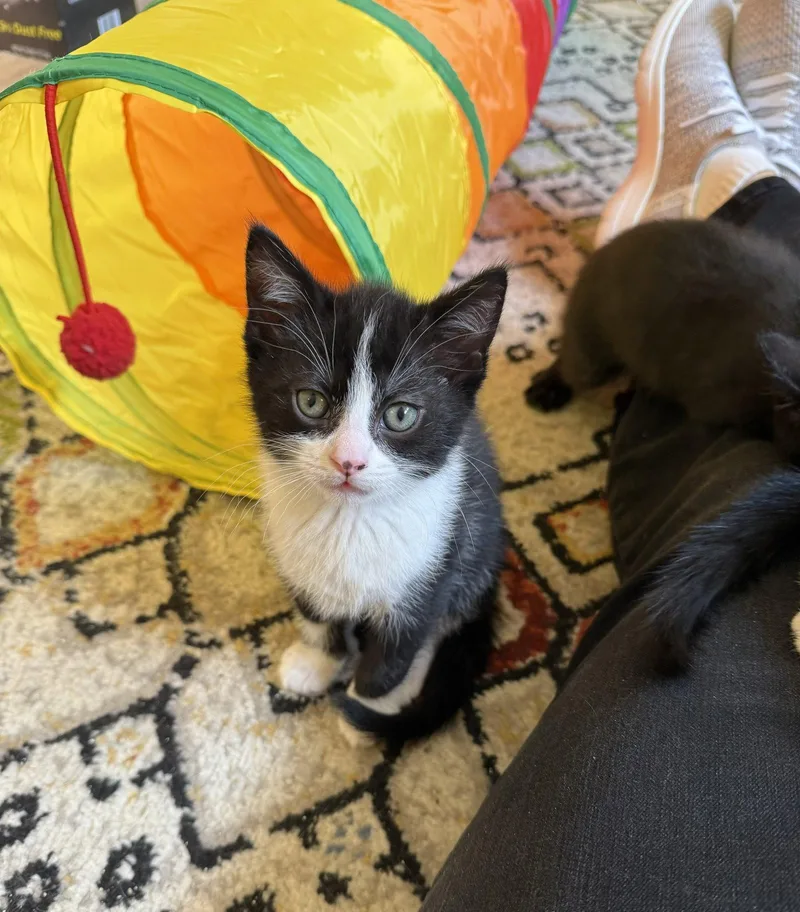A baby medium-sized male Domestic Short Hair cat named Zander for adoption in Harrisburg, PA