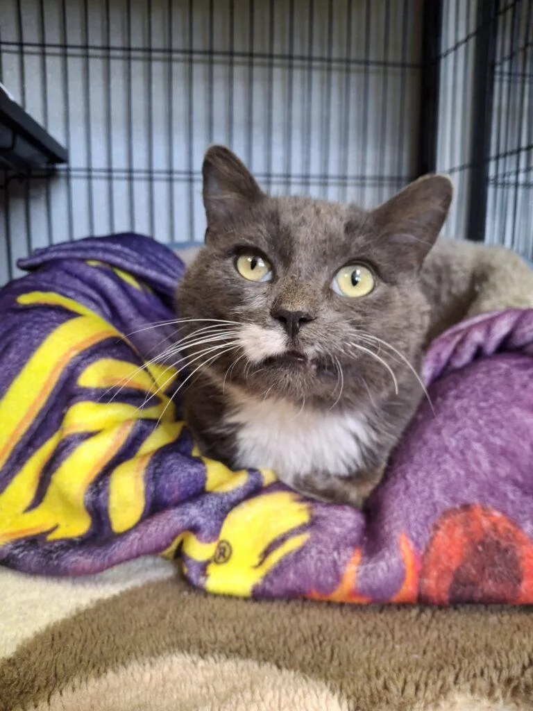 An adult medium-sized male Domestic Short Hair cat named Alfred for adoption in Ironwood, MI