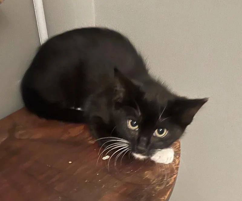 A baby small-sized male Black & White / Tuxedo Domestic Short Hair cat named Jax for adoption in Telford, PA