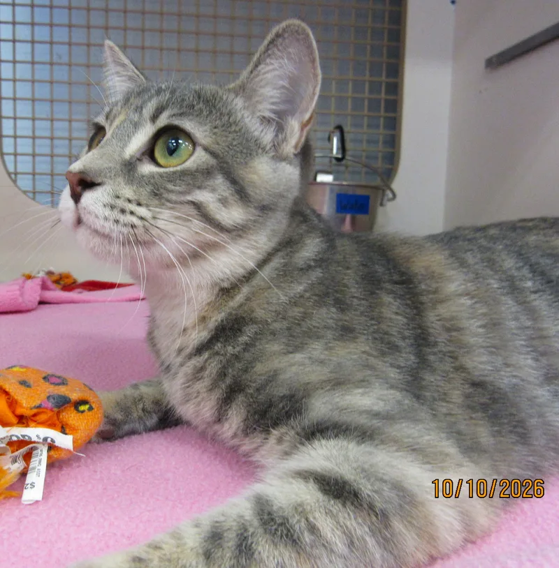 A baby medium-sized female Tabby cat named Nuka for adoption in Conroe, TX