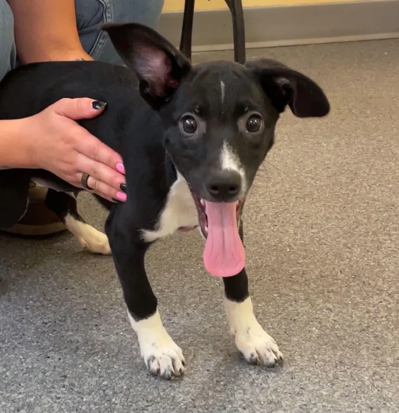 A young medium-sized male Hound dog named Coupe for adoption in Covington, VA