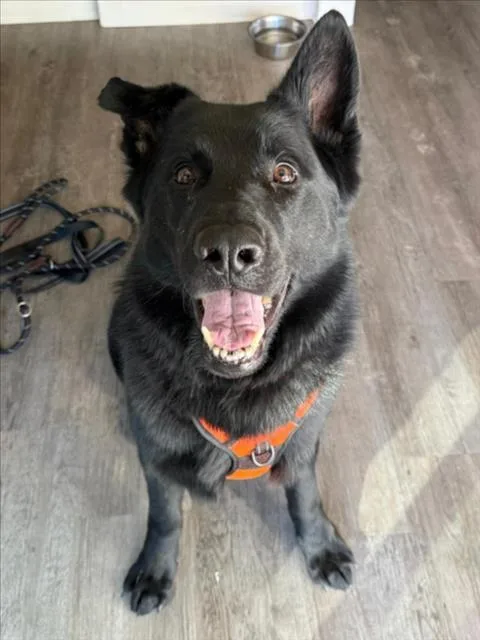 An adult large-sized male German Shepherd Dog dog named Oj for adoption in Woodland, CA