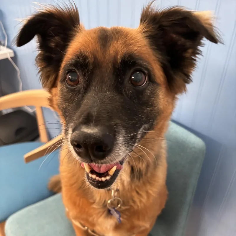 A senior medium-sized male Yellow / Tan / Blond / Fawn Shepherd dog named Tate for adoption in San Francisco, CA
