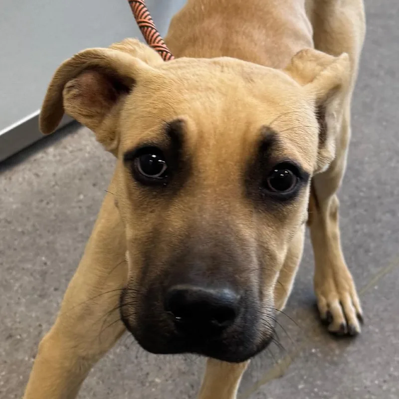 A young small-sized male White / Cream Mixed Breed dog named Dinah for adoption in Las Cruces, NM