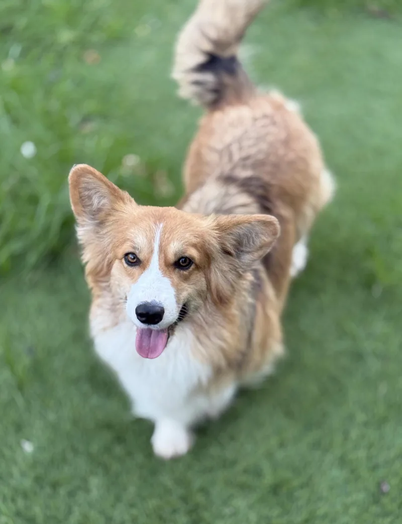 An adult medium-sized female Pembroke Welsh Corgi dog named Celine for adoption in Rough And Ready, CA