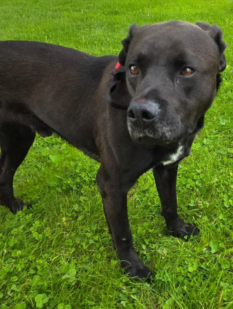 A young large-sized male Labrador Retriever dog named Ralph for adoption in Sandusky, OH