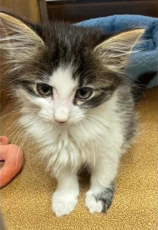 A baby small-sized female Tabby (Brown / Chocolate) Domestic Long Hair cat named Rosita At Petsmart for adoption in Kalamazoo, MI