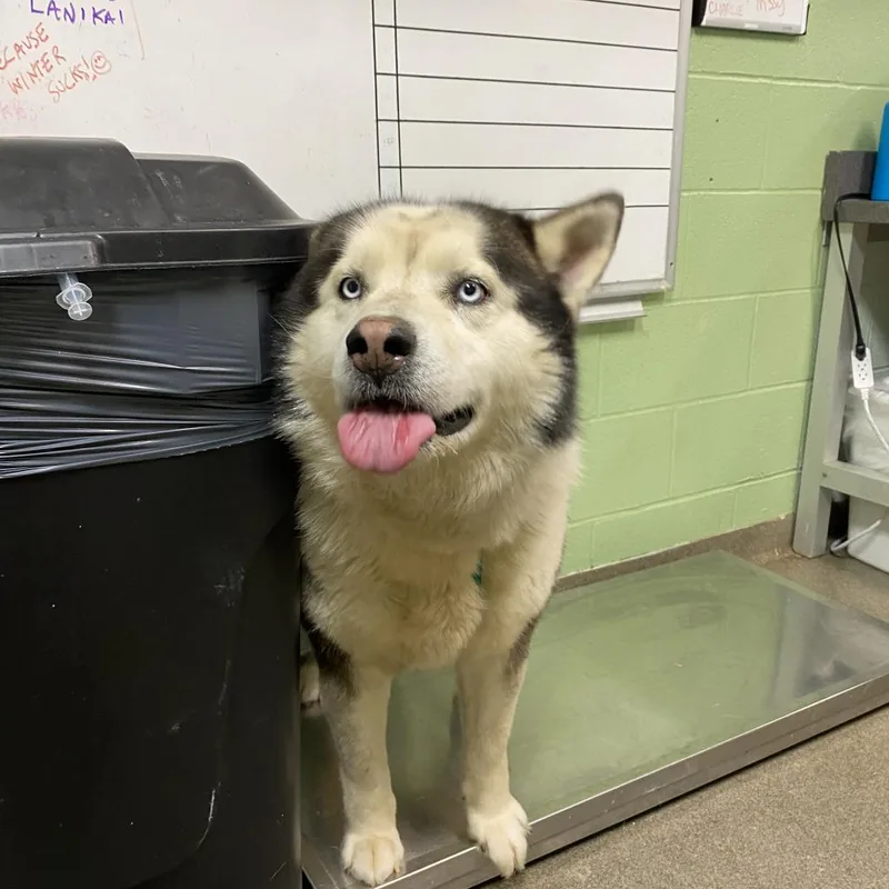 A senior medium-sized male Gray / Blue / Silver Husky dog named Itachi for adoption in Franklin, TN