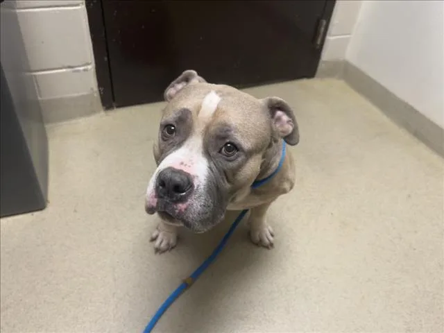A young large-sized male American Bulldog dog named Quasimodo for adoption in Chapel Hill, NC