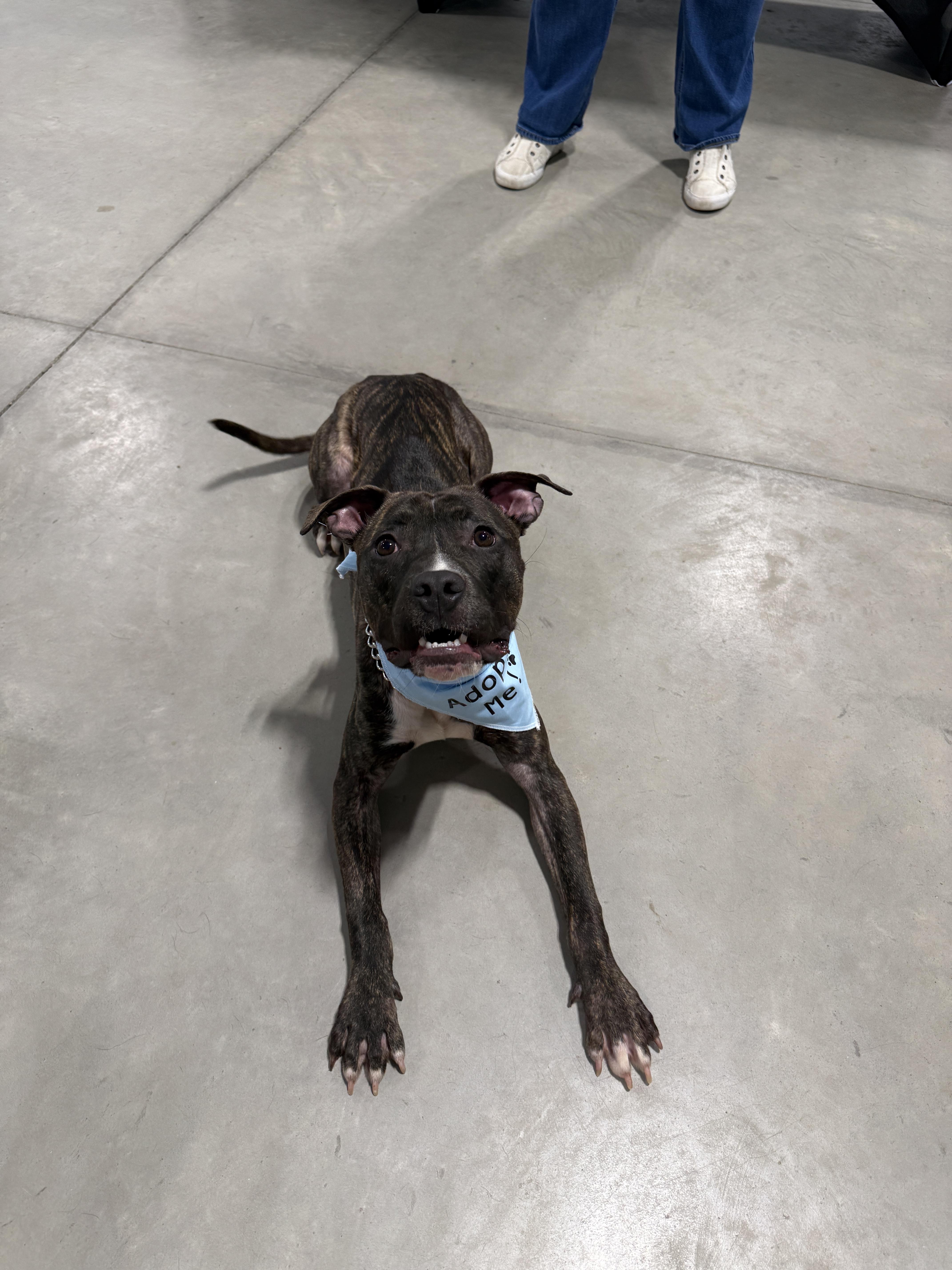 A young medium-sized male Pit Bull Terrier dog named Bo for adoption in Richmond, IN