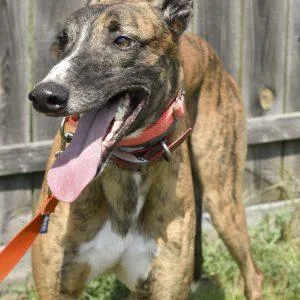 An adult large-sized male Greyhound dog named Ts Derick Lewis for adoption in grandville, MI