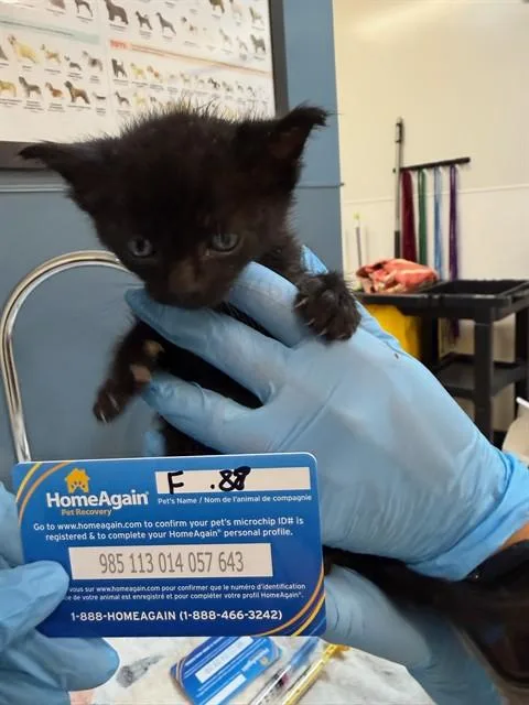 A baby small-sized female Domestic Short Hair cat named Mavis for adoption in San Luis Obispo, CA