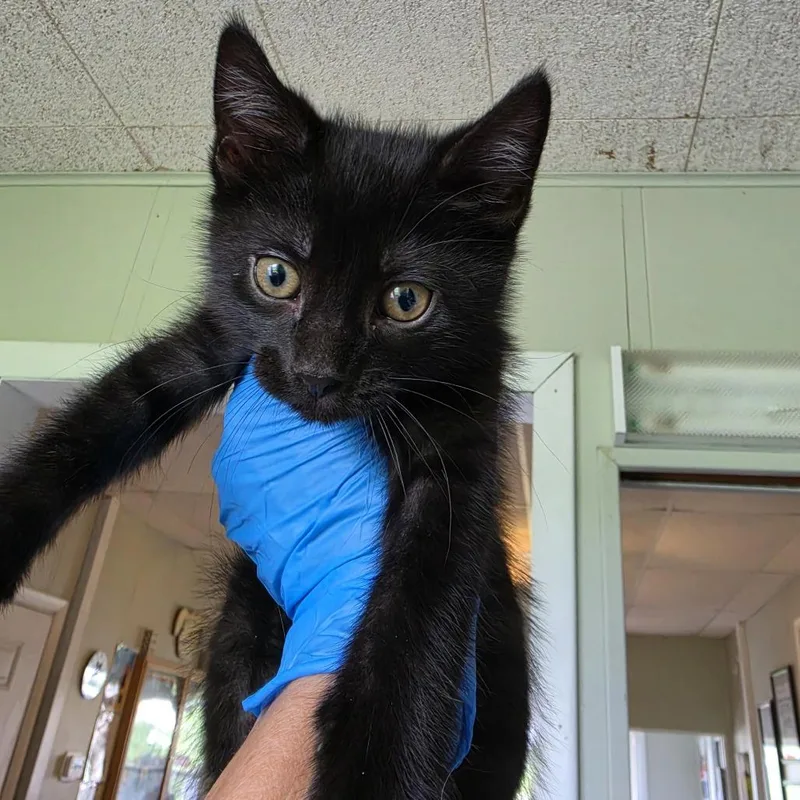 A baby small-sized male Black Domestic Short Hair cat named Lunch for adoption in Troy, IL