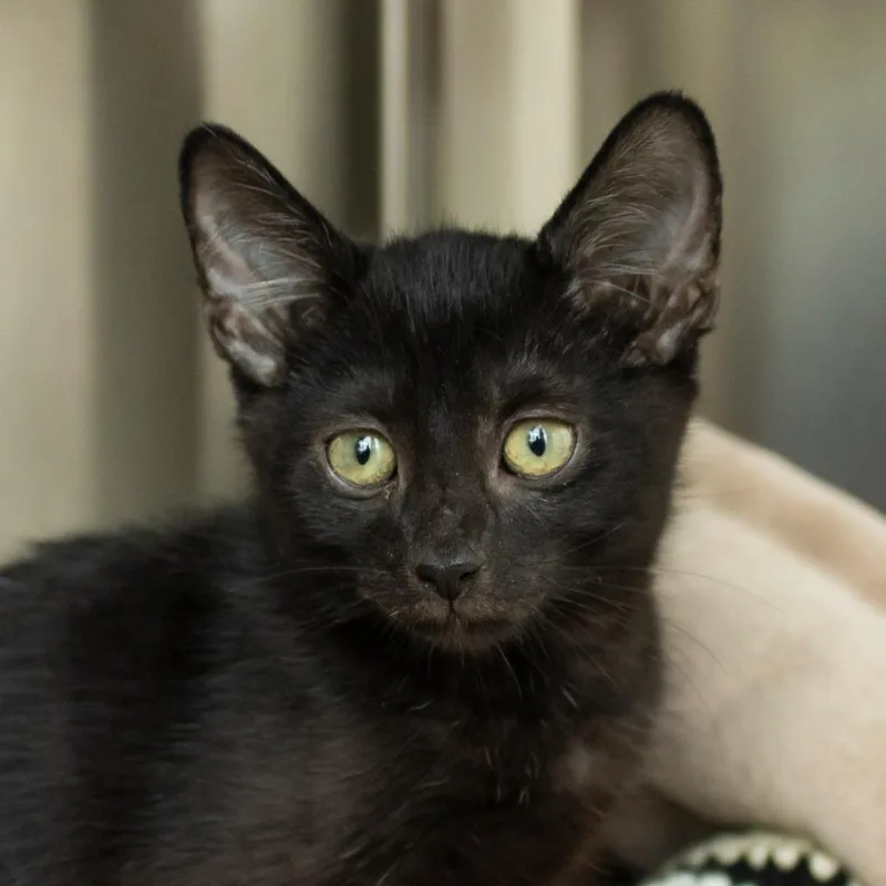 A baby small-sized male Black Domestic Short Hair cat named Monty for adoption in Middletown, RI