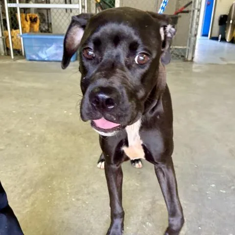 A young medium-sized female Mixed Breed dog named Mouse for adoption in Pensacola, FL