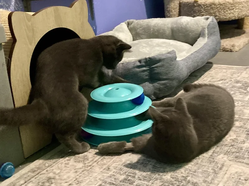 Louisa And Brigitta thumbnail 3