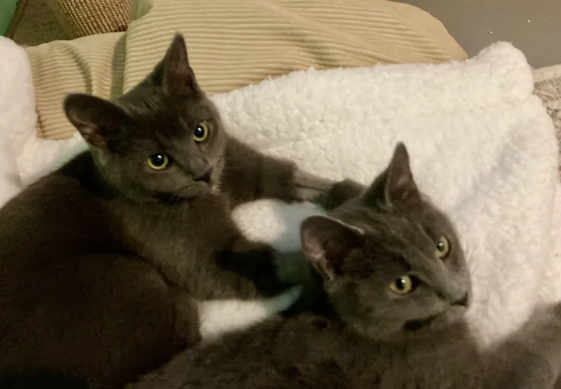 A baby medium-sized female Gray / Blue / Silver Domestic Short Hair cat named Louisa And Brigitta for adoption in Albany, NY