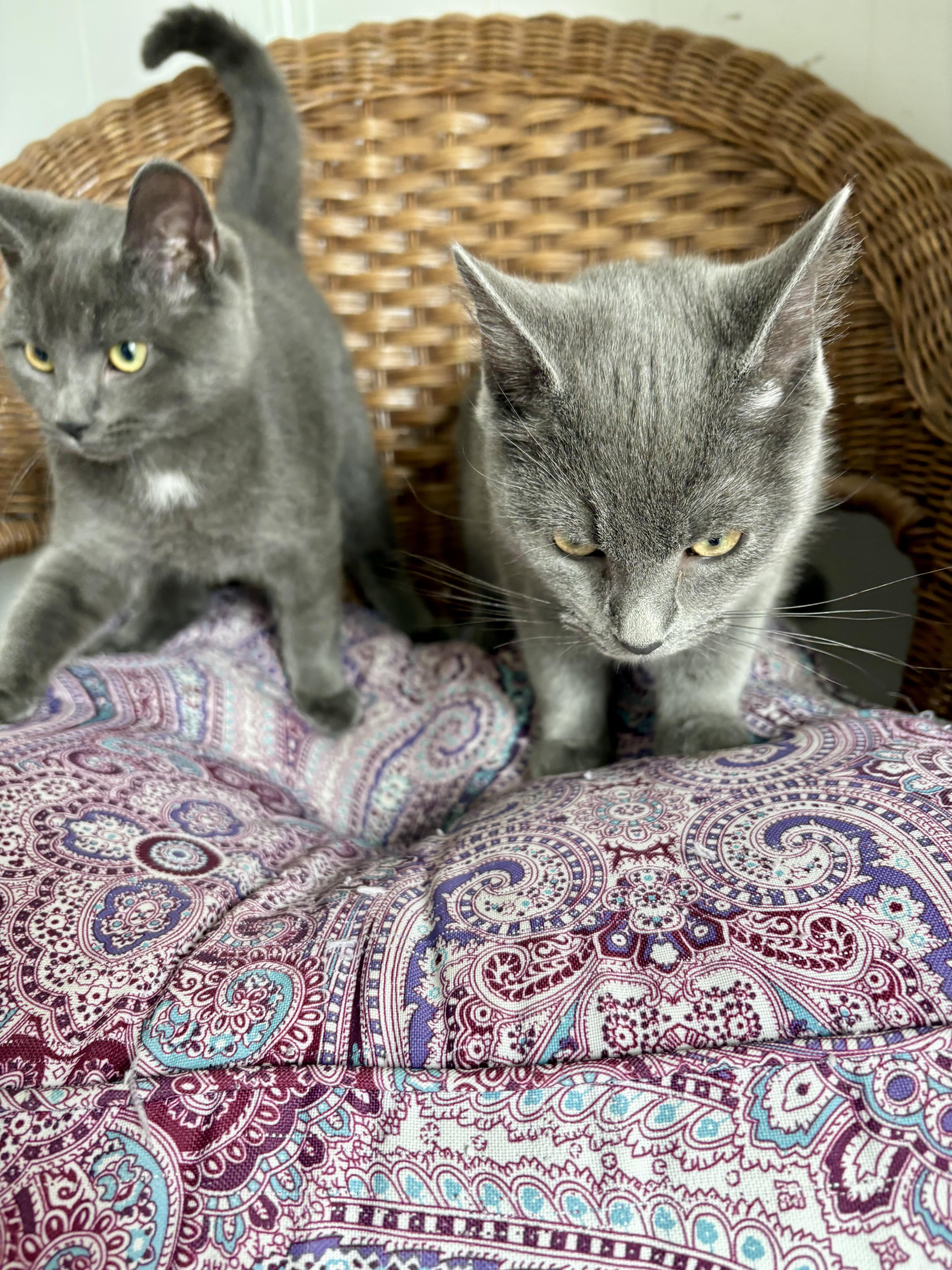 Louisa And Brigitta thumbnail 6