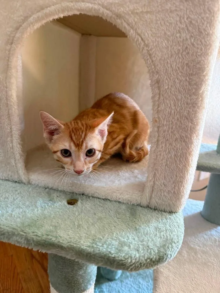 A baby small-sized male Orange & White Domestic Short Hair cat named Netflix for adoption in Colorado Springs, CO