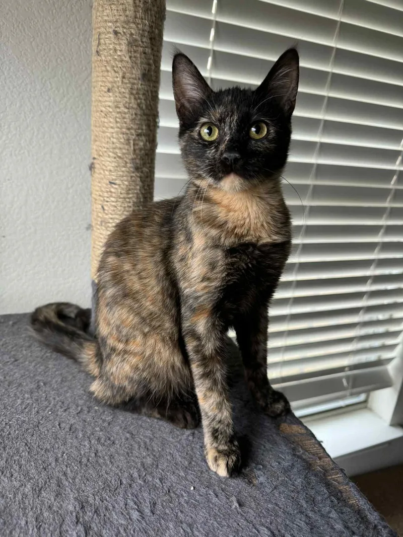 A young medium-sized female Tortoiseshell cat named Soma for adoption in Allen, TX