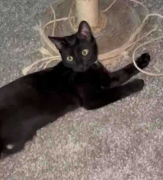 A young medium-sized female Black Domestic Short Hair cat named Kira for adoption in Wilmington, NC
